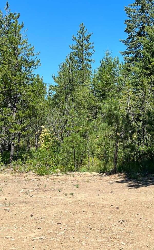 Brush-And-Bush-Trimming-600×969