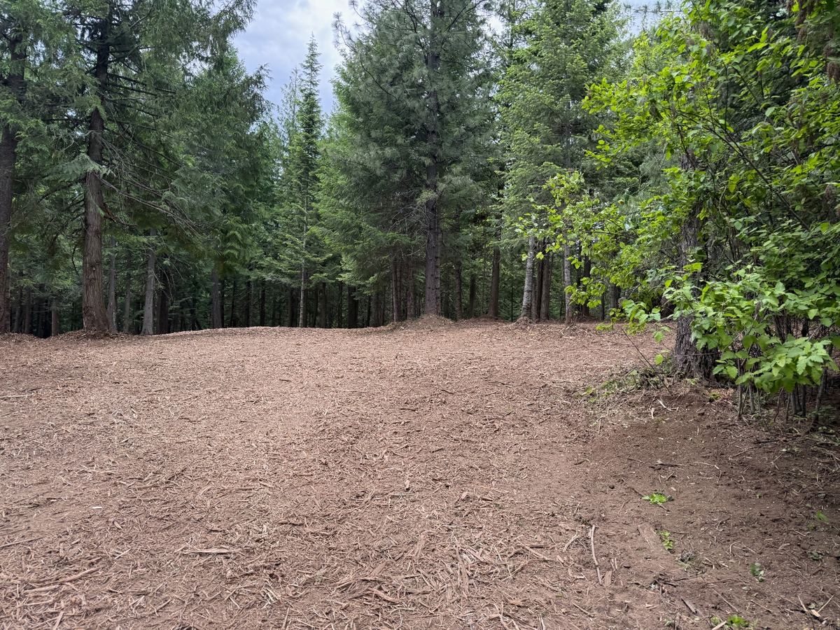Forestry mulching job in Sandpoint, Idaho by Premier Land Service: slash, dead and dying trees removed and standing timber pruned up to prep vacant land for a real-estate listing.