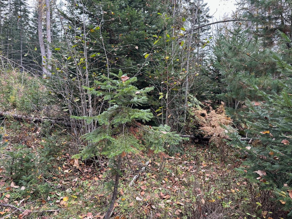 Brush Removal project in North Idaho