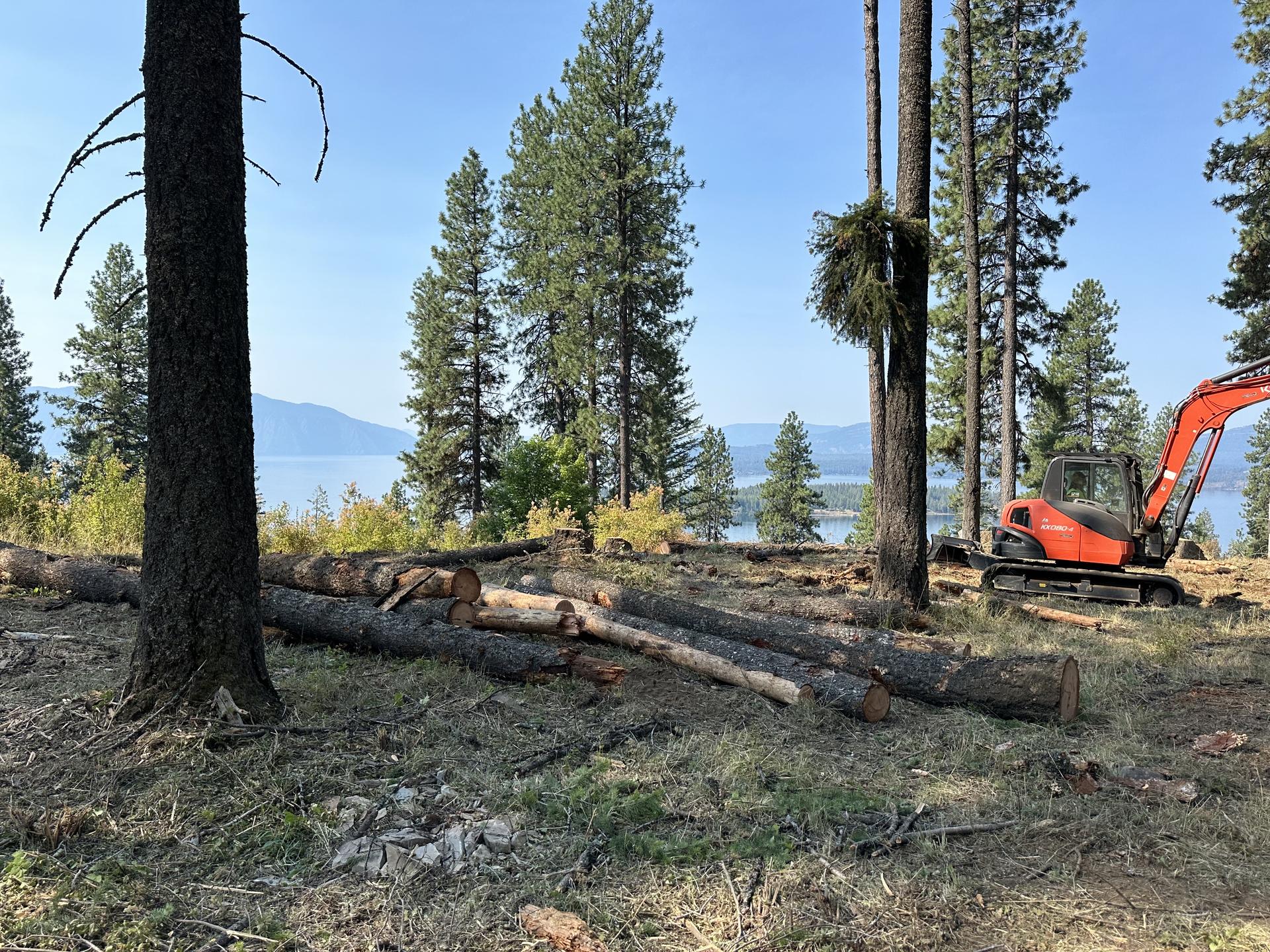 Mini excavator and loader clearing trees on steep lakefront slope