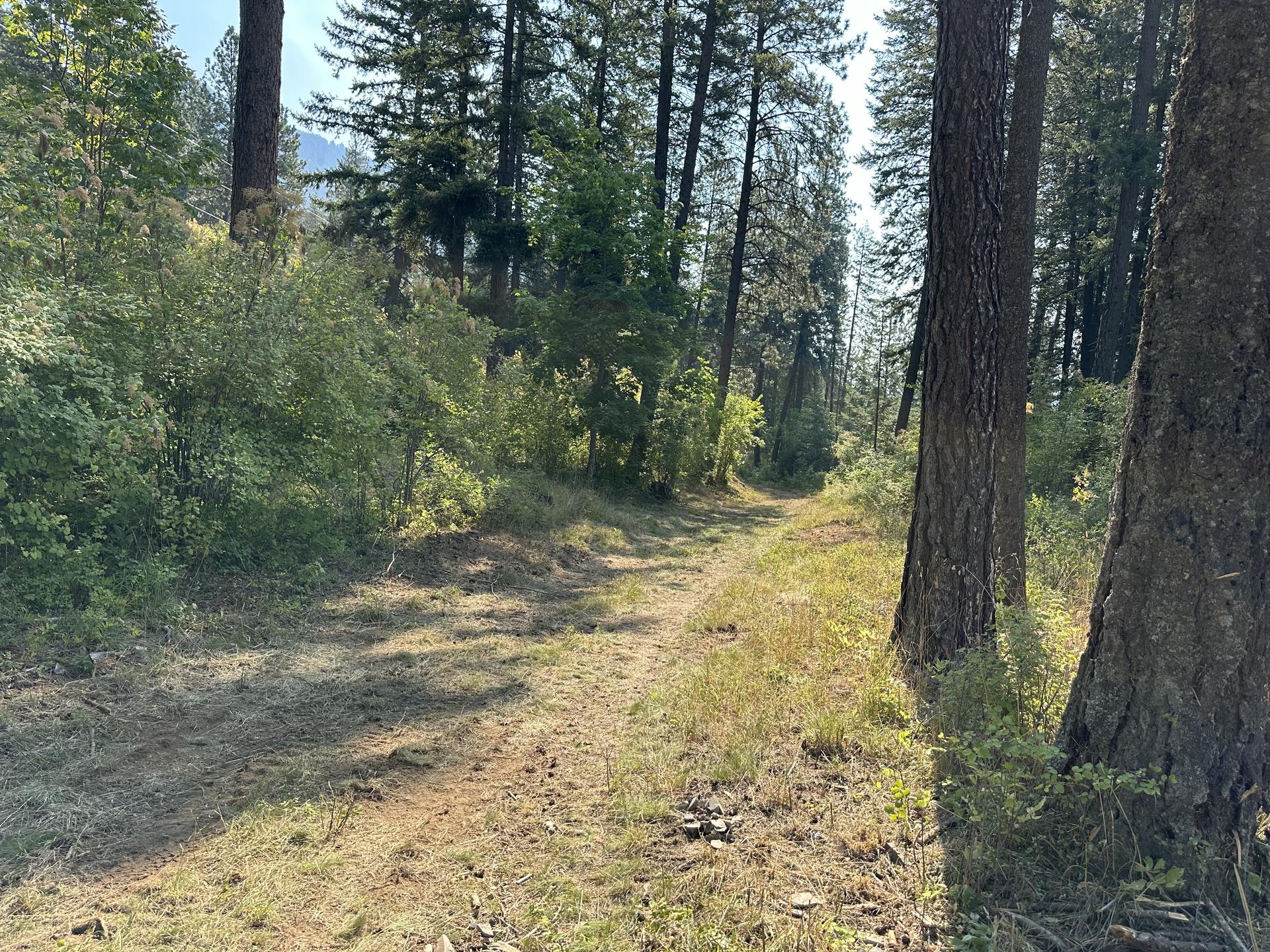 Forestry-mulched forest path after fire fuels treatment