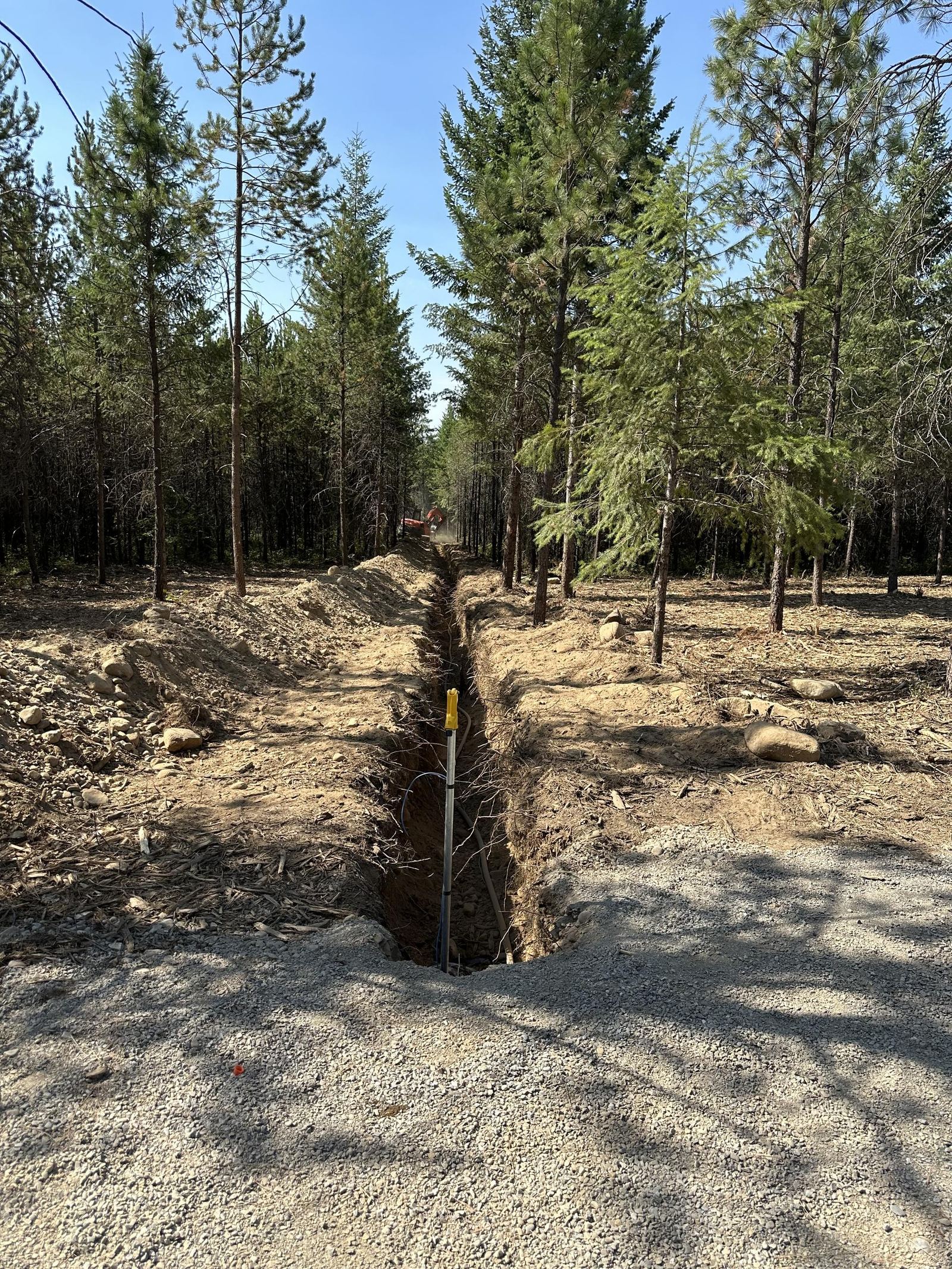 Cleared forest understory with stumps removed brush hauled away