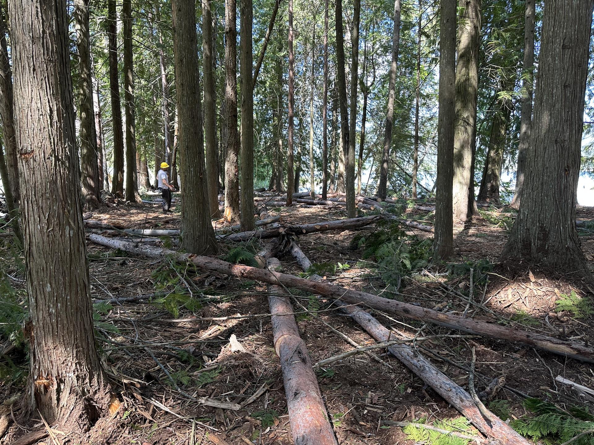 Piled slash and logs after logging operation Premier Land Service forest clearing