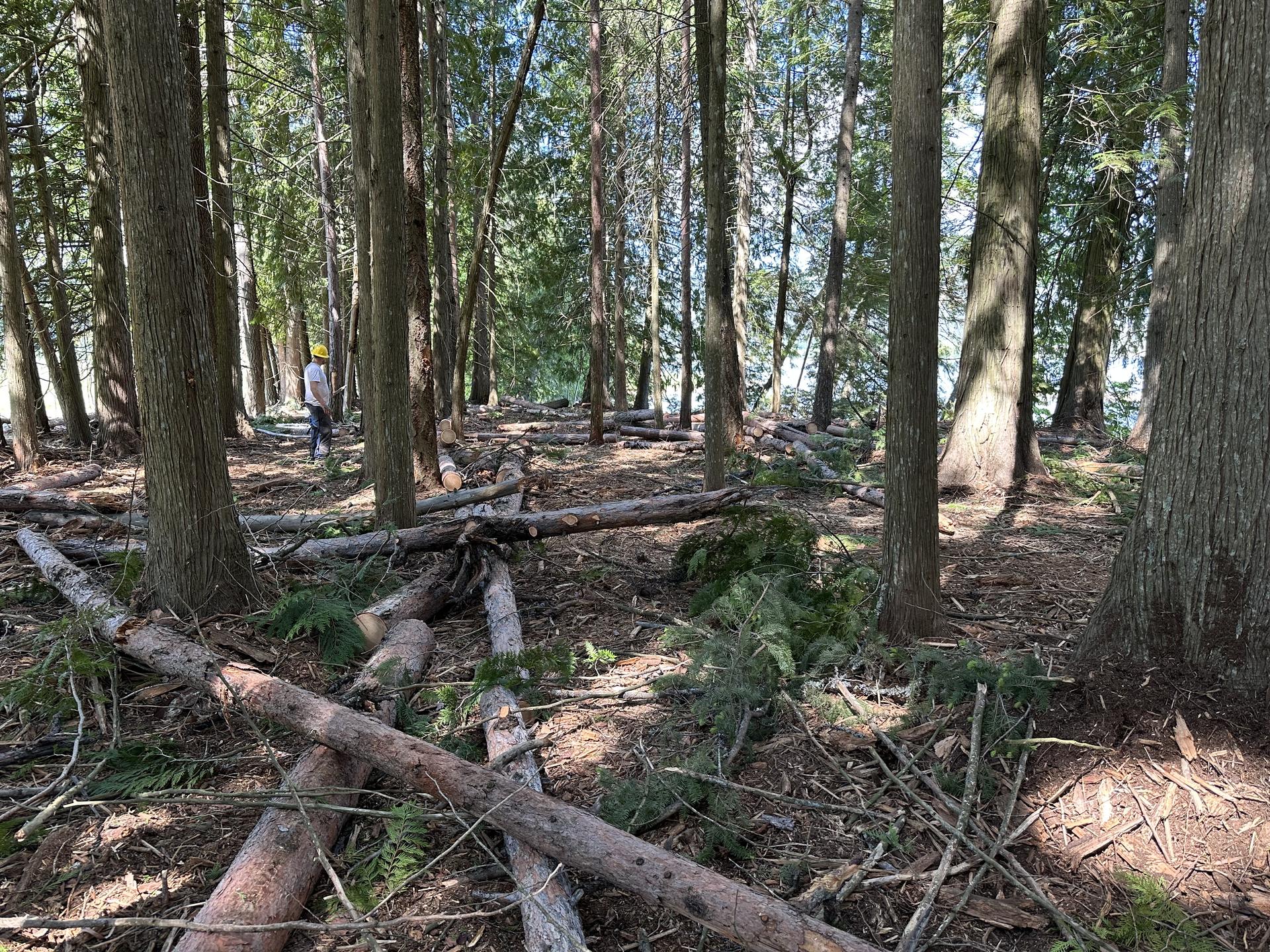 Slash pile of felled small trees and brush after Premier Land Service logging