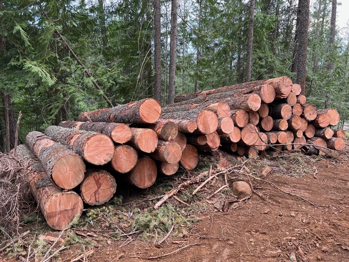 Stacked pine logs at a Premier Land Service logging deck after a timber harvest