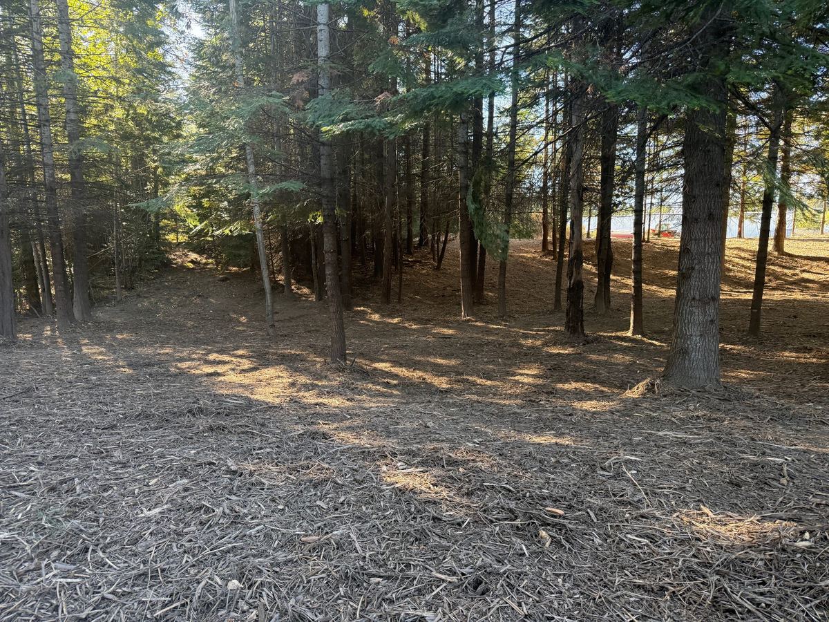 Park-like cleared forest floor after Premier Land Service forestry mulching — fire fuels reduction