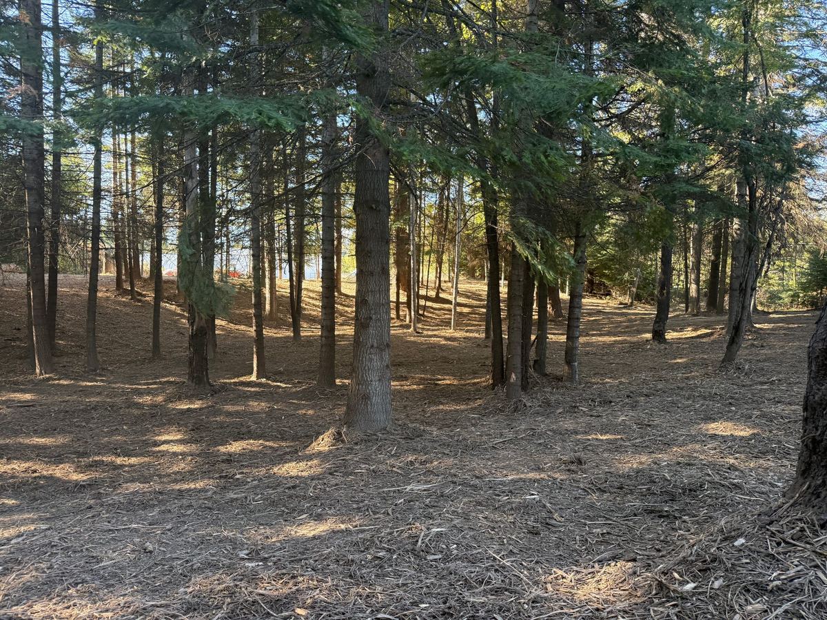 Mulched forest floor through pine trees after Premier Land Service forestry mulching treatment