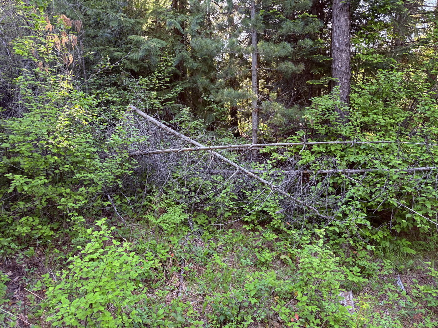 Storm blowdown lying in heavy brush understory on a forested parcel near Sagle, Idaho