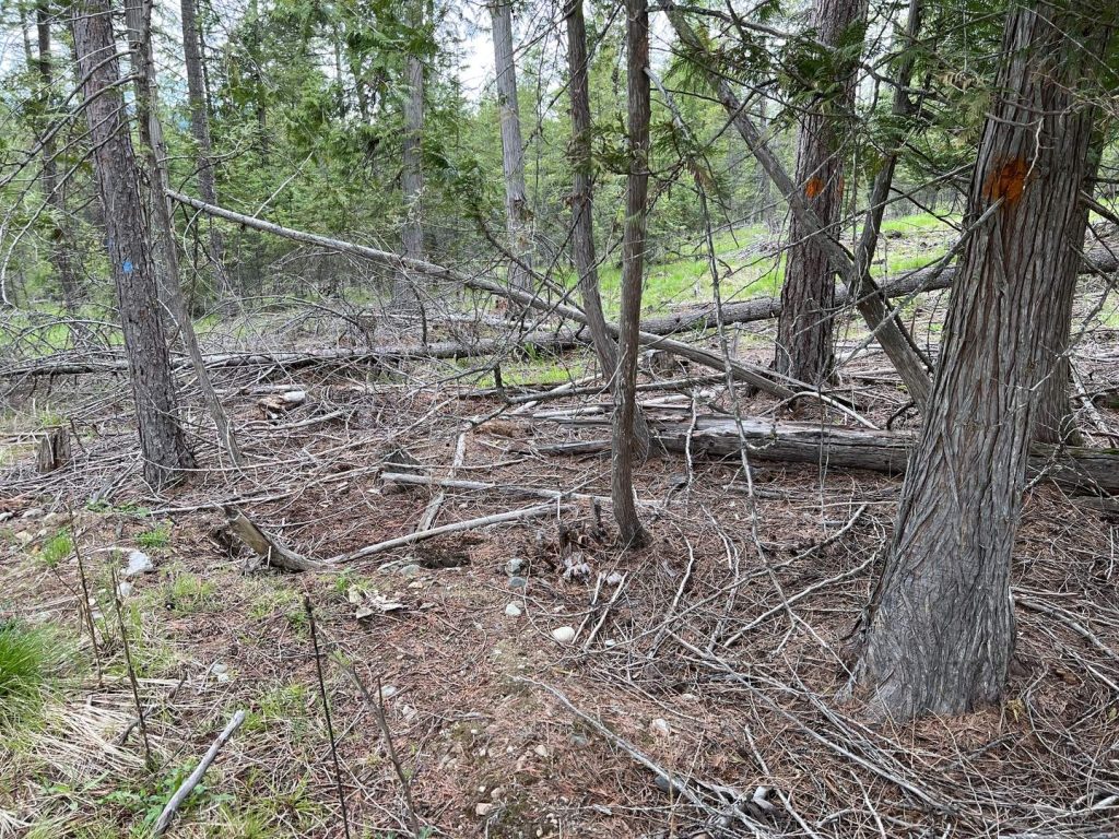 Untreated stand near Sagle, Idaho with dead lower limbs, downed timber, and heavy surface fuel, the wildfire risk conditions insurance inspectors flag