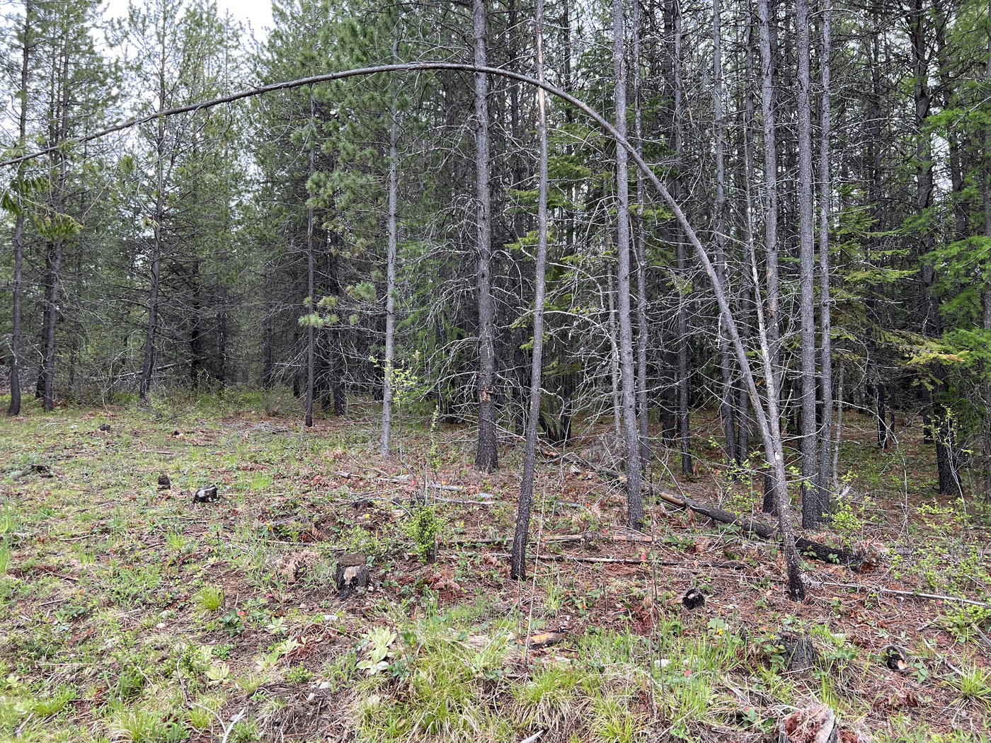 Doghair lodgepole stand in North Idaho with tall skinny stems and small crowns