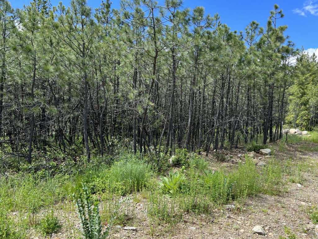 Overstocked pine stand in Bonner County, Idaho with tight stems and dead lower limbs